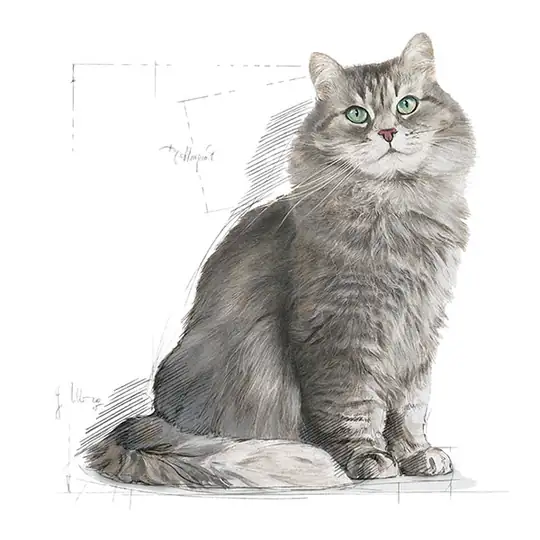 Royal Canin Sensible 33 Yetişkin Tavuklu Kedi Maması 2 Kg